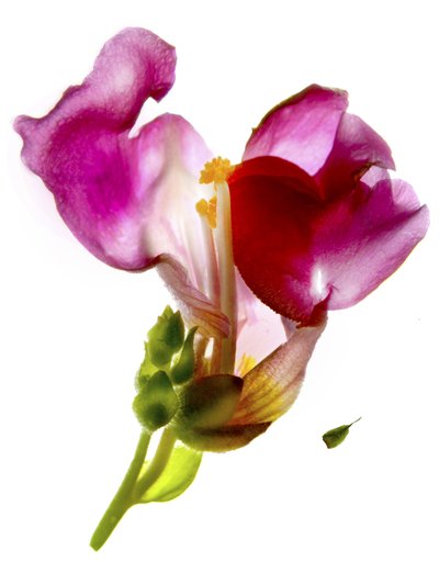 Snapdragon Pink by Julia McLemore